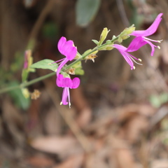 Hypoestes floribunda