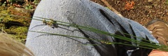 Juncus laccatus
