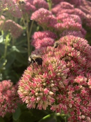 Bombus