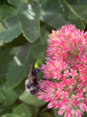 Bombus