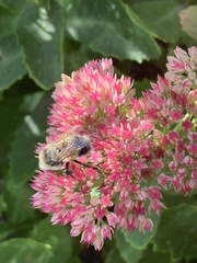 Bombus