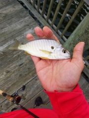 Leiostomus xanthurus