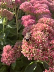 Bombus