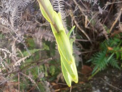 Epidendrum melinanthum