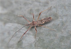 Zelus tetracanthus