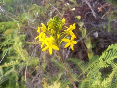Epidendrum melinanthum