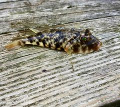 Sphoeroides maculatus