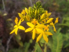 Epidendrum melinanthum