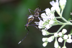 Toxorhynchites rutilus septentrionalis