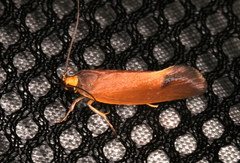 Delexocha ochrocausta