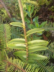Epidendrum melinanthum