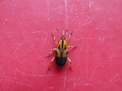 Metamasius hemipterus