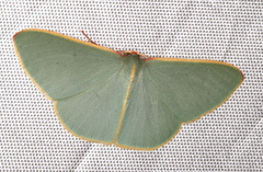 Chlorocoma assimilis