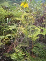 Epidendrum melinanthum