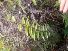 Epidendrum melinanthum
