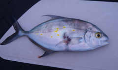 Ferdauia orthogrammus