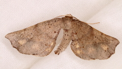 Parepisparis excusata