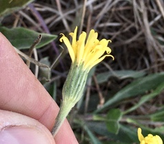 Noticastrum acuminatum