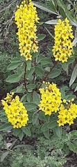 Galphimia glauca
