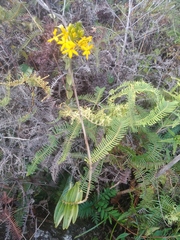 Epidendrum melinanthum