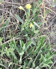 Noticastrum acuminatum
