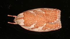 Euchaetis rhizobola