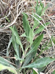 Noticastrum acuminatum