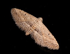 Araeopteron canescens