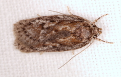 Acantholena siccella