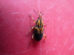 Metamasius hemipterus