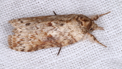 Nycteola indica