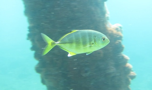 Bigeye Trevally
