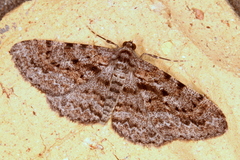 Boarmia suasaria