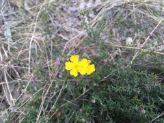 Hibbertia pedunculata