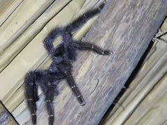 Avicularia purpurea