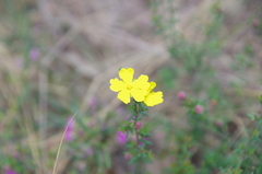 Hibbertia pedunculata