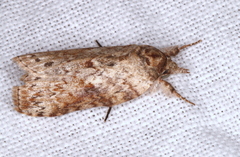 Nycteola indica