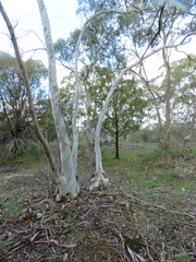 Eucalyptus rubida
