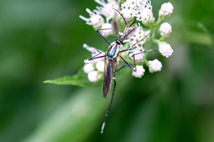 Toxorhynchites rutilus septentrionalis