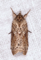Nycteola indica