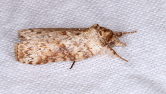 Nycteola indica