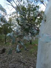 Eucalyptus rubida