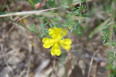 Hibbertia pedunculata