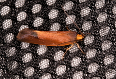 Delexocha ochrocausta