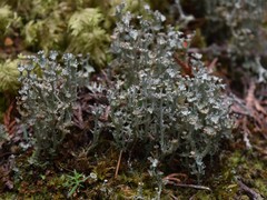 Cladonia multiformis