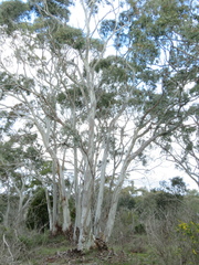 Eucalyptus rubida
