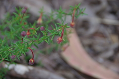 Hibbertia pedunculata