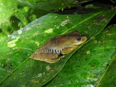 Boana calcarata