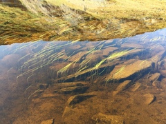 Sparganium hyperboreum