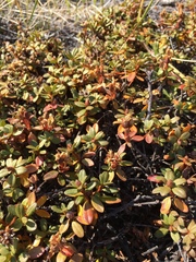 Rhododendron lapponicum